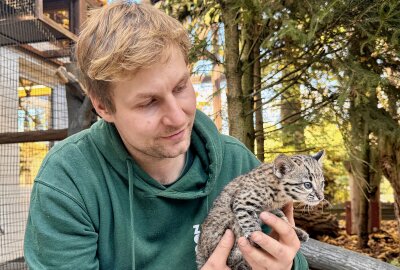 In Aue gibts Nachwuchs bei den Salzkatzen - Zootierpfleger Peter Hömke mit der kleinen "Salsa" Foto: Ralf Wendland