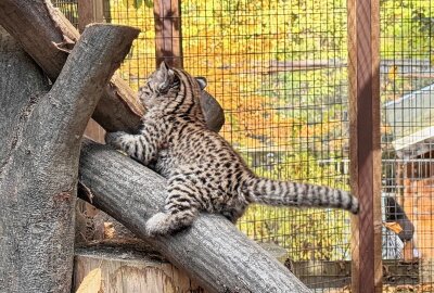 In Aue gibts Nachwuchs bei den Salzkatzen - Im Auer Zoo der Minis gibt es Nachwuchs bei den Salzkatzen. Foto: Ralf Wendland