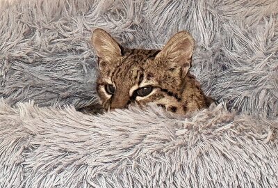 In Aue gibts Nachwuchs bei den Salzkatzen - Im Auer Zoo der Minis gibt es Nachwuchs bei den Salzkatzen. Foto: Ralf Wendland