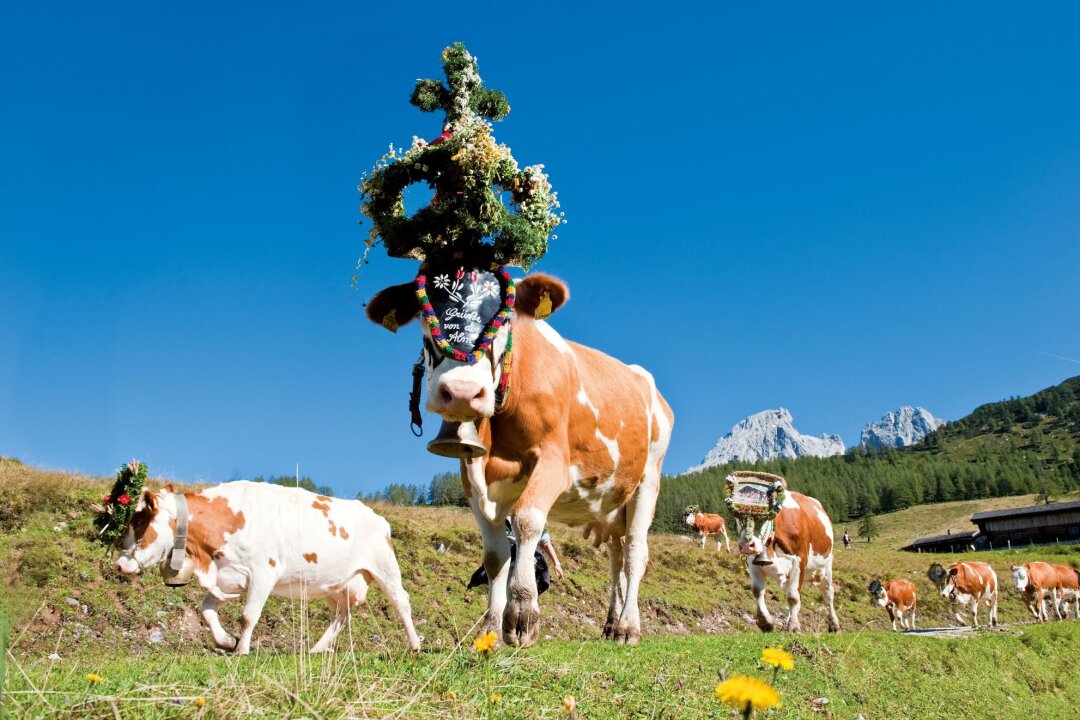 In den Alpen ist die Zeit der Almabtriebe - Die Weidetiere werden für den Almabtrieb mit Kränzen, Zweigen und bunten Bändern geschmückt.