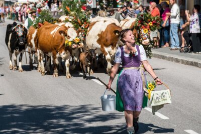 In den Alpen ist die Zeit der Almabtriebe - In Filzmoos findet zum Almabtrieb am 16. September ein Fest mit Bauernmarkt und Musik statt.