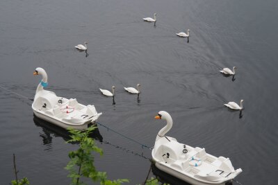 Ja, mir san mit’m E-Bike da: Radrunde durchs Salzkammergut - Schwäne und ihre Nachbildung als Boot: Szene auf dem Hallstädter See.