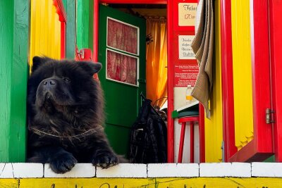 Jenseits von Prater und Hofburg: Das Wien der Einheimischen - Ein Hund im Praterviertel.