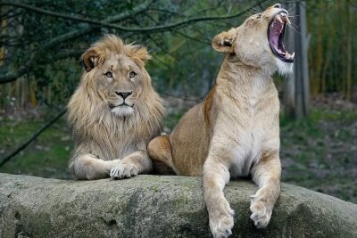 Jörg Gräser äußert sich erstmals zu Zoo-Schlagzeilen und verrät Einblicke zum neuen Buch - Jörg Gräser war viele Jahre der Löwenpfleger im Leipziger Zoo.