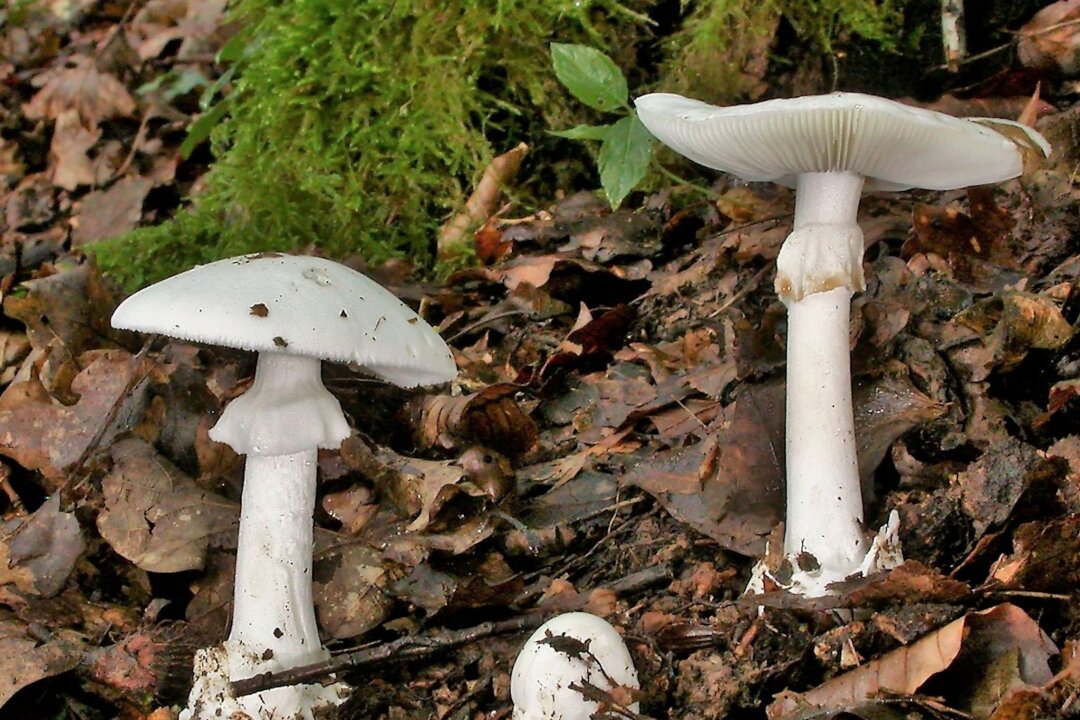 Kinder nach Pilzvergiftung in akuter Gefahr - Spenderorgan? - In Essen werden drei Kinder und ein Erwachsener wegen akuten Leberversagens behandelt. Sie hatten vom giftigen Knollenblätterpilz gegeseen. (Foto Archiv)