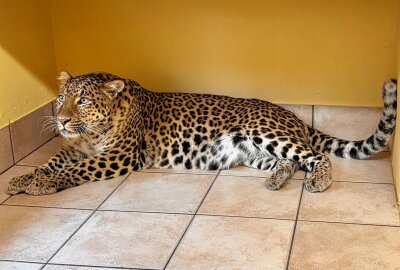 Kleinste Großkatze der Welt lebt jetzt im Auer Zoo der Minis - Mit Julius ist im Auer Zoo der Minis wieder ein Chinaleopard eingezogen. Foto: Ralf Wendland