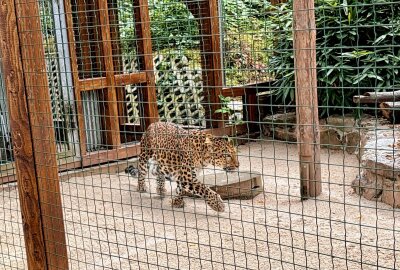 Kleinste Großkatze der Welt lebt jetzt im Auer Zoo der Minis - Mit Julius ist im Auer Zoo der Minis wieder ein Chinaleopard eingezogen. Foto: Ralf Wendland