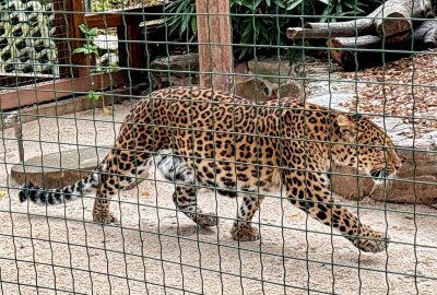 Kleinste Großkatze der Welt lebt jetzt im Auer Zoo der Minis - Mit Julius ist im Auer Zoo der Minis wieder ein Chinaleopard eingezogen. Foto: Ralf Wendland