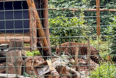 Kleinste Großkatze der Welt lebt jetzt im Auer Zoo der Minis - Mit Julius ist im Auer Zoo der Minis wieder ein Chinaleopard eingezogen. Foto: Ralf Wendland