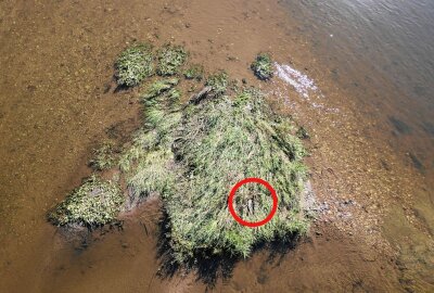 Kurioser Feuerwehreinsatz: Passanten entdecken Krokodil in Mulde - In Kössern haben Passanten ein Krokodil in der Mulde entdeckt. Foto: Sören Müller