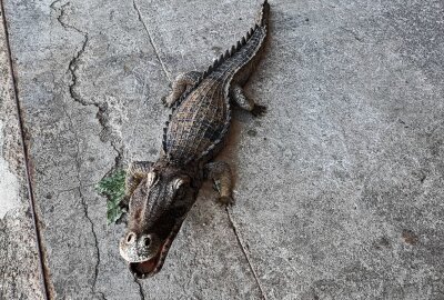 Kurioser Feuerwehreinsatz: Passanten entdecken Krokodil in Mulde - Die Krokodil-Attrappe wurde von Einsatzkräften aus der Mulde gefischt. Foto: Sören Müller