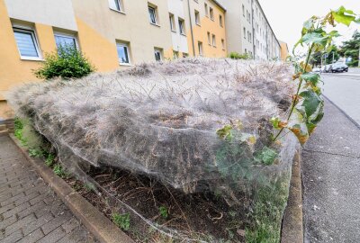 Kurioses Naturschauspiel vor Mehrfamilienhaus: Rätsel scheinbar gelöst - Dieses rätselhafte Naturspektakel ist nun gelöst. Foto: Andreas Kretschel