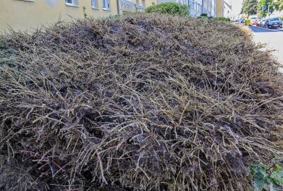 Kurioses Naturschauspiel vor Mehrfamilienhaus: Rätsel scheinbar gelöst - Dieses rätselhafte Naturspektakel ist nun gelöst. Foto: Andreas Kretschel