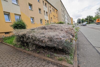 Kurioses Naturschauspiel vor Mehrfamilienhaus: Rätsel scheinbar gelöst - Dieses rätselhafte Naturspektakel ist nun gelöst. Foto: Andreas Kretschel