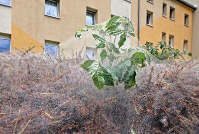 Kurioses Naturschauspiel vor Mehrfamilienhaus: Rätsel scheinbar gelöst - Dieses rätselhafte Naturspektakel ist nun gelöst. Foto: Andreas Kretschel