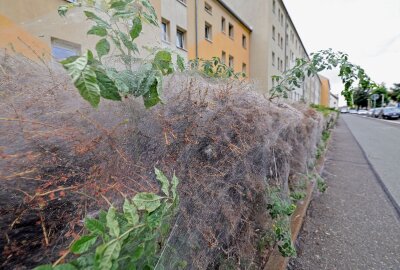 Kurioses Naturschauspiel vor Mehrfamilienhaus: Rätsel scheinbar gelöst - Dieses rätselhafte Naturspektakel ist nun gelöst. Foto: Andreas Kretschel