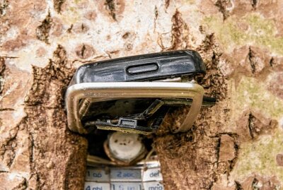 Kurioses Phänomen im Erzgebirge: Baum verwächst mit einem Handy - In Marienberg verwächst ein altes Handy mit einem Baum. Foto: Andre März