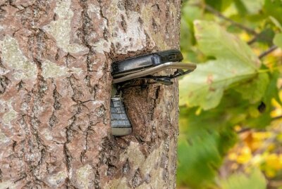 Kurioses Phänomen im Erzgebirge: Baum verwächst mit einem Handy - In Marienberg verwächst ein altes Handy mit einem Baum. Foto: Andre März