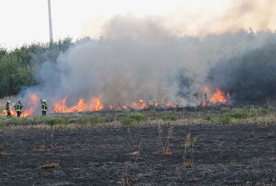 Leipzig: Hundert Quadratmeter großes Feld in Brand - Die Polizei ermittelt. Foto: xcitepress