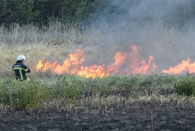 Leipzig: Hundert Quadratmeter großes Feld in Brand - Die Polizei ermittelt. Foto: xcitepress