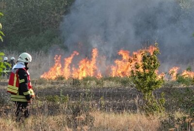 Leipzig: Hundert Quadratmeter großes Feld in Brand - Die Polizei ermittelt. Foto: xcitepress