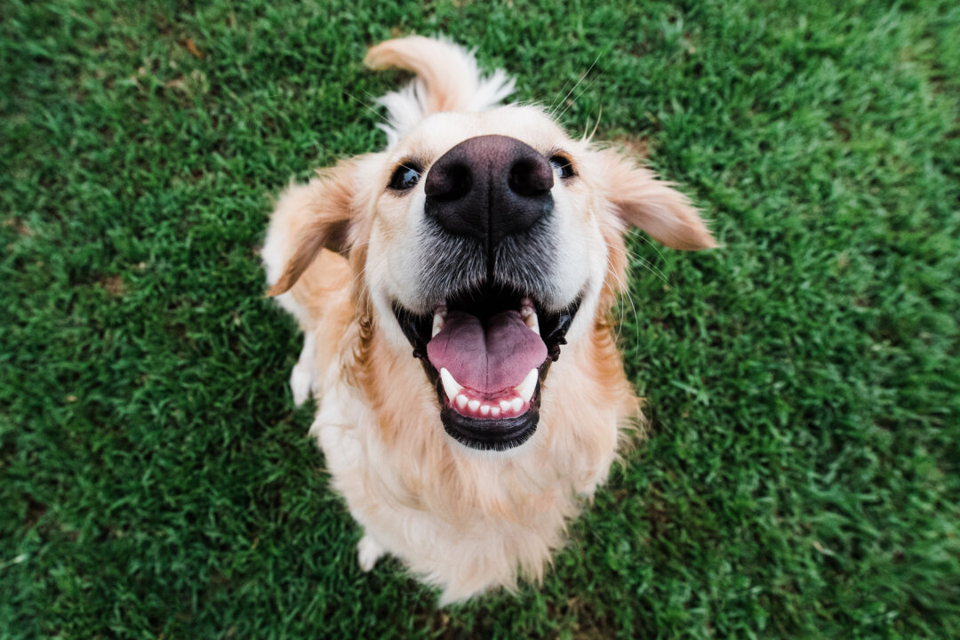 Liebe auf den ersten Hundeblick: Dating mit Tierschutzhunden erstmals in Chemnitz - Am 2. Juni findet von 11 bis 13 Uhr im Küchwaldpark erstmals das Bark Date - ein Speeddating für Tierschutzhunde- in Chemnitz statt.