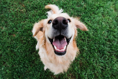 Liebe auf den ersten Hundeblick: Dating mit Tierschutzhunden erstmals in Chemnitz - Am 2. Juni findet von 11 bis 13 Uhr im Küchwaldpark erstmals das Bark Date - ein Speeddating für Tierschutzhunde- in Chemnitz statt.