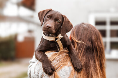 Liebe auf den ersten Hundeblick: Dating mit Tierschutzhunden erstmals in Chemnitz - Mit etwas Glück entsteht bei diesen ersten Begegnungen eine besondere Verbindung - vielleicht das erste Kennenlernen mit dem zukünftigen besten Freund.