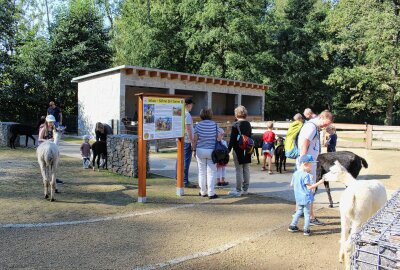 Limbacher Tierpark lädt mit vielen Angeboten zum Kinderfest ein - Im Inkaland läuft man unter anderem mit Alpakas Seite an Seite. Foto: A.Büchner