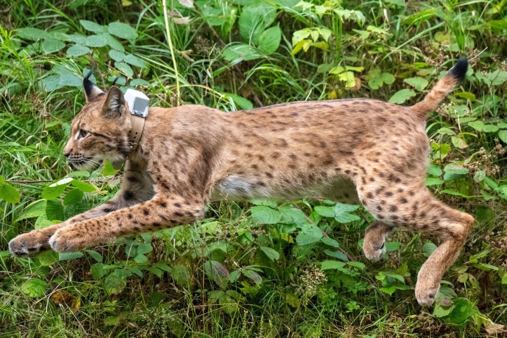 Luchs Anton bei Verkehrsunfall im Vogtland getötet - Luchs Anton - hier bei seiner Auswilderung - ist bei einem Verkehrsunfall ums Leben gekommen. (Archivbild)