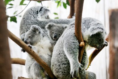 Magen-Darm: Drei Koalas im Duisburger Zoo gestorben - Der Duisburger Zoo ist europaweit Spezialist für die aufwendige Zucht und Zoo-Haltung der Koalas. (Archivbild)