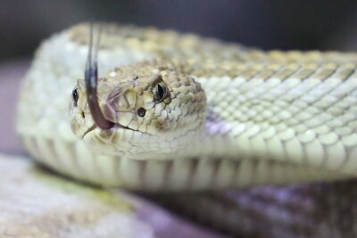 Mamba, Kobra, Viper: Was tun bei einem Schlangenbiss? - Klapperschlangen - wie hier die giftige Aruba-Klapperschlange - rasseln bei Gefahr mit ihrem Schwanz