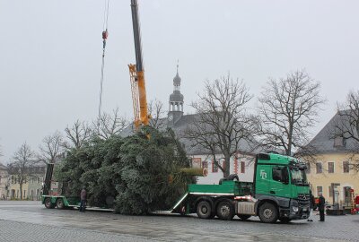 Marienberg startet in die Adventszeit: Gespendeter Christbaum und Eisarena als Highlights des Weihnachtsmarktes - Um ihn punktgenau aufzurichten bedurfte es Kraft und Technik. Foto: Jana Kretzschmann