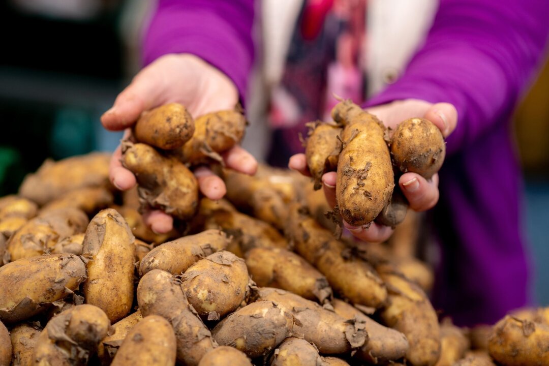 Mehlig oder fest: Welchen Kartoffel-Kochtyp brauche ich? - Kartoffeln gibt es in verschiedenen Typen, die sich je nach Stärkegehalt für unterschiedliche Zubereitungsarten eignen.