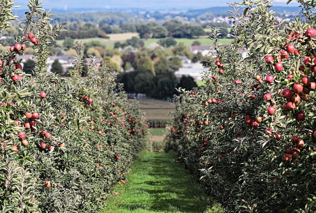 Mehr Geld und breitere Förderung für Naturschutz in Sachsen - Mehr Geld und breitere Förderung für den  Naturschutz. Vor allem Lebensräume sollen gewahrt werden. Foto: pixabay