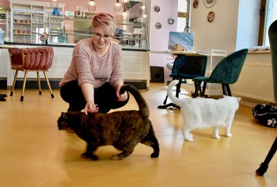 Mit Samtpfoten Kuchen essen: Chemnitzer Katzencafé braucht mehr Gäste - Franziska Müller und ihre Katzen. Foto: Steffi Hofmann