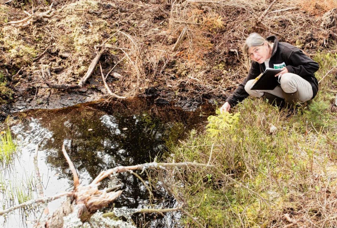 Moor in der Bauernhaide füllt sich wieder mit Wasser - Anke Haupt an einer der Wasserflächen in der Bauernhaide. Foto: Jan Görner