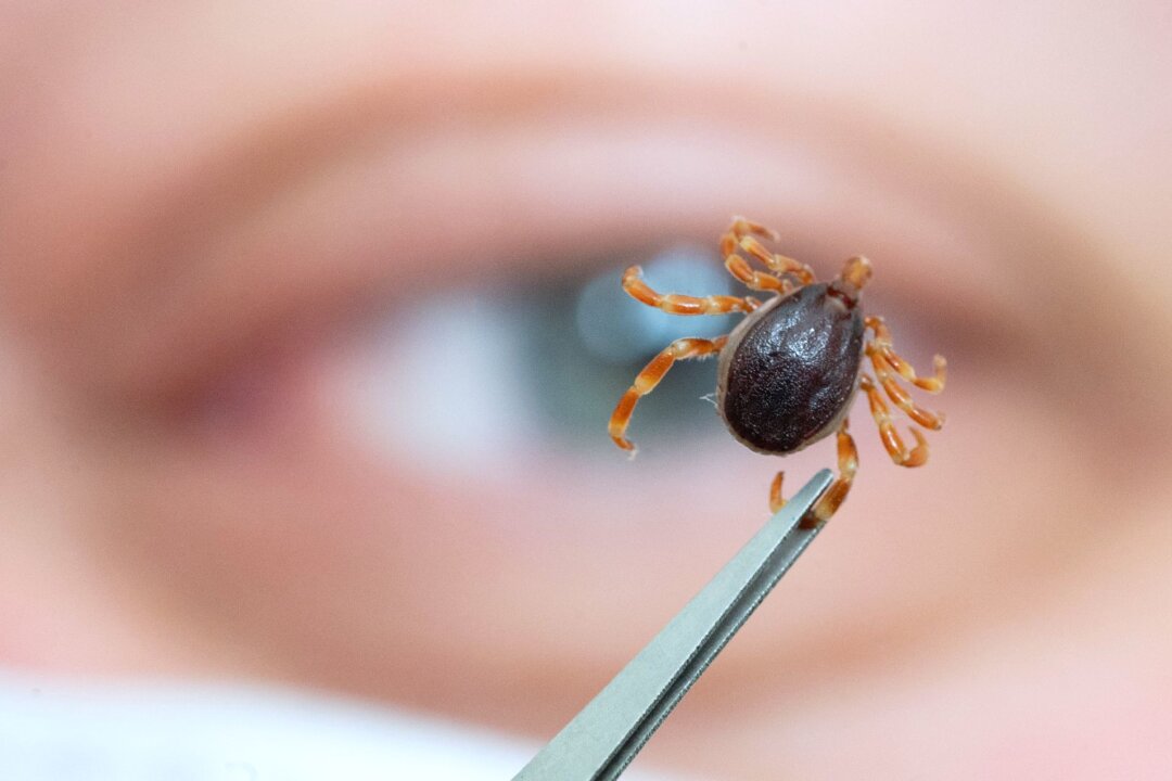 Muss ich Angst vor Hyalomma-Zecken haben? - Brauner Körper, gelb-beige Beine: Die Hyalomma-Zecke unterscheidet sich optisch von heimischen Zeckenarten. 