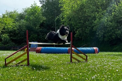 Nach Diebstahl des Rasentraktors: Werdauer Hundesportverein benötigt Unterstützung - Ihr Hundeplatz braucht jedoch neue Agility-Geräte, da die alten -trotz guter Pflege- in die Jahre gekommen sind.