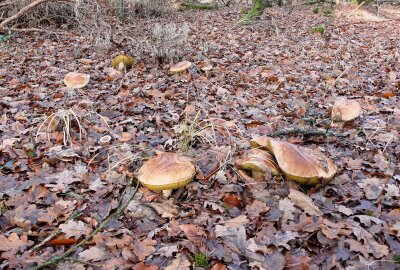 Nach spektakulärem Fund in Mittelsachsen: Meldung aus der Pfalz über Riesen-Steinpilz - Bei der Pilzsuche. Foto: Privat