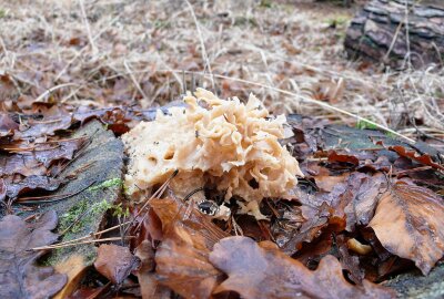 Nach spektakulärem Fund in Mittelsachsen: Meldung aus der Pfalz über Riesen-Steinpilz - Bei der Pilzsuche. Foto: Privat