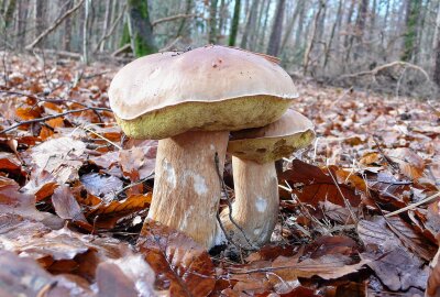 Nach spektakulärem Fund in Mittelsachsen: Meldung aus der Pfalz über Riesen-Steinpilz - Bei der Pilzsuche. Foto: Privat