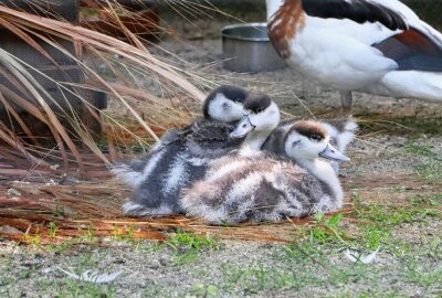 Nachwuchs bei den Gänsevögeln im Tierpark Chemnitz - Nachwuchs bei den Gänsevögeln. Foto: Tierpark Chemnitz/Jan Klösters