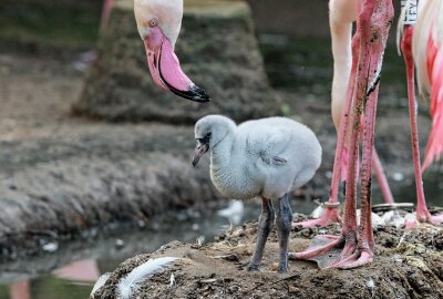 Nachwuchs bei den Rosaflamingos: Erfolgreiche Zucht im Tierpark Chemnitz - Im Tierpark Chemnitz gab es Nachwuchs bei den Flamingos. Foto: Jan Klösters