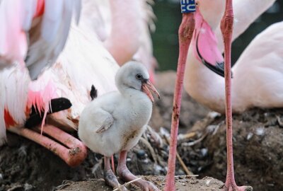 Nachwuchs bei den Rosaflamingos: Erfolgreiche Zucht im Tierpark Chemnitz - Im Tierpark Chemnitz gab es Nachwuchs bei den Flamingos. Foto: Jan Klösters