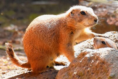 Nachwuchs bei den Schwarzschwanz - Präriehunden - Im Limbacher Tierpark gibt es derzeit gleich mehrere Kinderstuben. Foto: MaikBohn