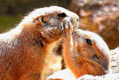 Nachwuchs bei den Schwarzschwanz - Präriehunden - Im Limbacher Tierpark gibt es derzeit gleich mehrere Kinderstuben. Foto: MaikBohn