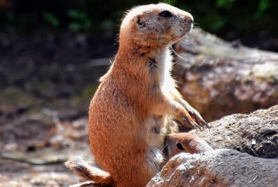 Nachwuchs bei den Schwarzschwanz - Präriehunden - Im Limbacher Tierpark gibt es derzeit gleich mehrere Kinderstuben. Foto: MaikBohn