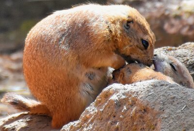 Nachwuchs bei den Schwarzschwanz - Präriehunden - Im Limbacher Tierpark gibt es derzeit gleich mehrere Kinderstuben. Foto: MaikBohn