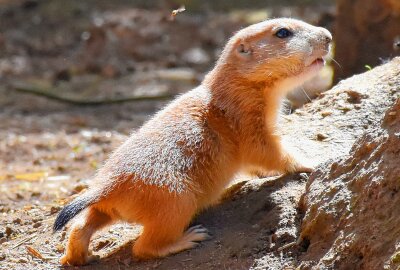 Nachwuchs bei den Schwarzschwanz - Präriehunden - Im Limbacher Tierpark gibt es derzeit gleich mehrere Kinderstuben. Foto: MaikBohn